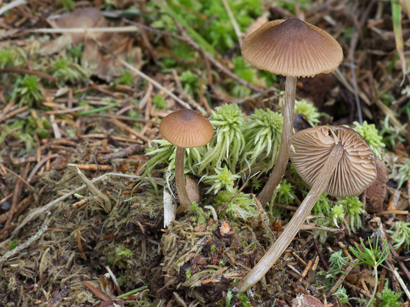 Entoloma cetratum